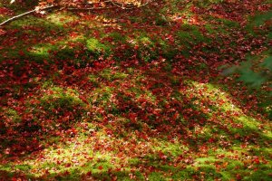ใบไม้สีแดงดัดกับหญ้ามอสสีเขียว