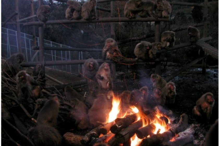 Monkeys warming themselves by the fire at Monkey Park