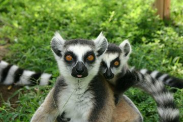 the popular Madigascan Lemurs