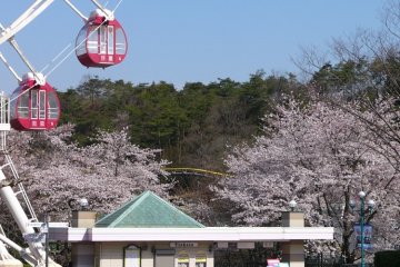 Cherry Blossom at Monkey Park