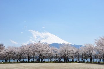 <p>ภูเขาไฟฟูจิกับช่วงซากุระบาน</p>