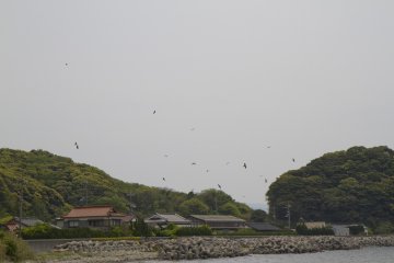 Hawks patrol the shores