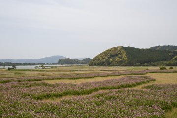 Rice fields near Seikai&nbsp;Lake&nbsp;in spring before planting, lined with flowers