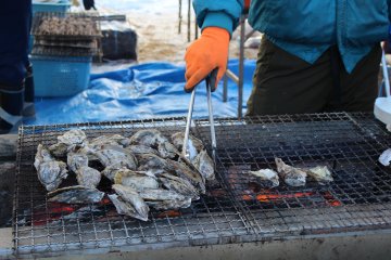เทศกาลหอยนางรมมัตสุชิม่า