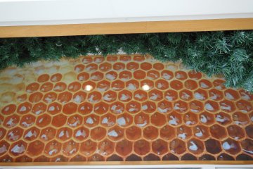 <p>รูปภาพรังผึ้งจากเมืองอาคิตะ</p>