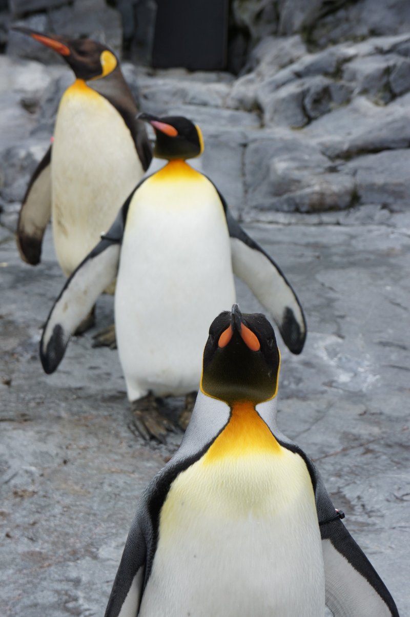 冬季時，動物園有很酷的企鵝秀，你可以看到可愛的企鵝走接近你。但是夏天你依然能近距離觀賞他們。