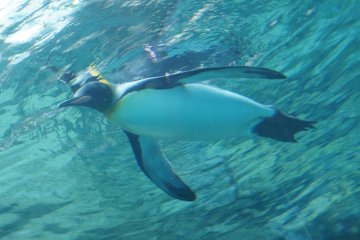 <p>Who told me penguins have lots of fat to keep them warm, I sneak a peak at them in their swimsuits from a glass underwater tunnel and they&#39;re so slim!</p>

<p></p>

<p></p>

<p></p>

<p></p>

<p></p>

<p></p>