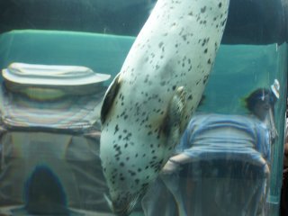 Aside from penguins, there is also a glass tube where you can closely observed seals swimming up and down











