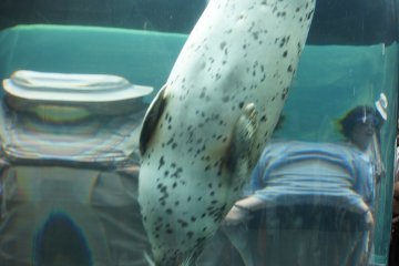 除了企鵝之外，還有一個玻璃管子讓你可以看到海豹游上游下。