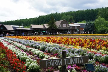<p>นี่คือทางเข้า Farm Tomita ที่นี่มีมากกว่าทุ่ง Lavender เขาจะปลูกดอกไม้หลากชนิดเพื่อระบายสีสันให้กับพื้นที่และเพื่อให้คนมาเที่ยวทุ่งดอกไม้ได้นานถึง 6 เดือน (จริงๆเปิดทั้งปีนะคะ แต่ช่วงดอกไม้บานจะประมาณ 6 เดือน)</p>

