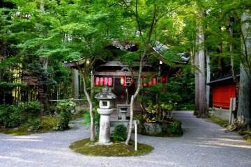 <p>Red lanterns contrast with green maple leaves</p>