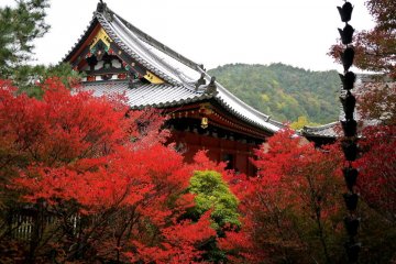 <p>The temple roof rises above a blaze of red maple leaves</p>