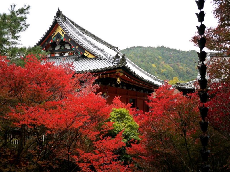 <p>The temple roof rises above a blaze of red maple leaves</p>