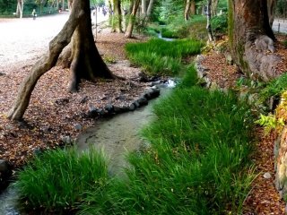 Một dòng suối nhỏ chảy bên cạnh con đường xuyên qua dấu tích rừng nguyên sinh Tadasu-no-Mori