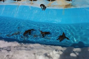 Penguins swimming.