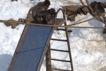 <p>Monkey and her baby.</p>