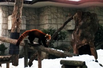 <p>A red panda balances along a wooden plank.&nbsp;</p>