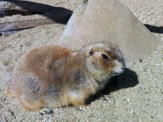 The prairie dogs were not so active today, so taking photos was easy.