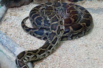 <p>The Reptile House exhibit is full of snakes and turtles.&nbsp;</p>