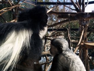 Khỉ mẹ và khỉ con thuộc giống Abyssinian Colobus phơi nắng vào một buổi chiều