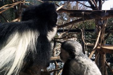 <p>A mother and baby Abyssinian Colobus&nbsp;bask in the afternoon sun.&nbsp;</p>