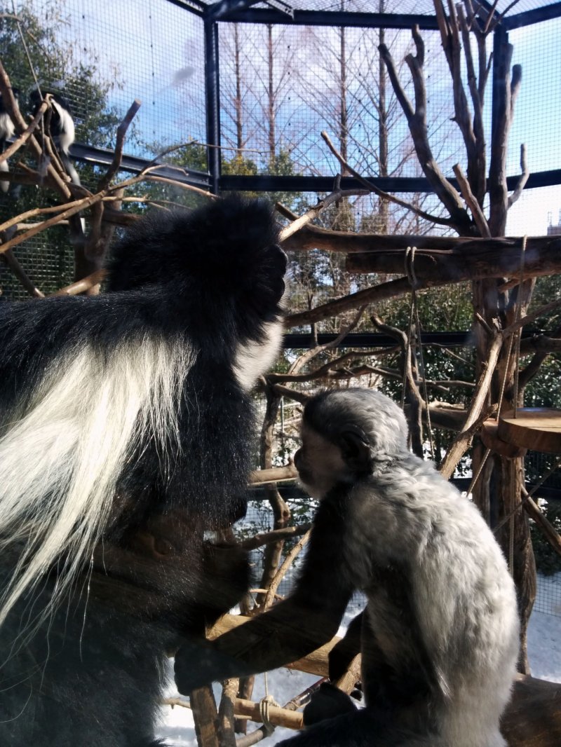 <p>A mother and baby Abyssinian Colobus&nbsp;bask in the afternoon sun.&nbsp;</p>