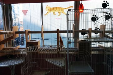 The cats have enclosures and playthings in the back of the cafe that they tend to ignore.