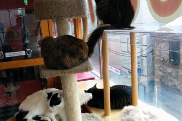 Cat tower, also known as the fluffy fortress.&nbsp;