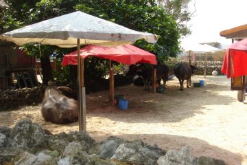 Water buffalos having a rest between taking tourists around