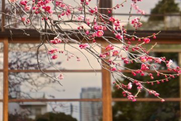 공원 안에는 3700엔의 특별 입장료를 내면 예약 가능한 일본식 다다미방이 있다. 밖에서 나는 기모노를 입고 다례식에 참석하는 몇몇 사람들을 볼 수 있었다. 그것은 매우 전통적인 일본의 경험이었다