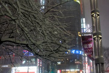 <p>A side view of the Fujiya&nbsp;corner, the snow even accumulated on the thin tree branches.</p>