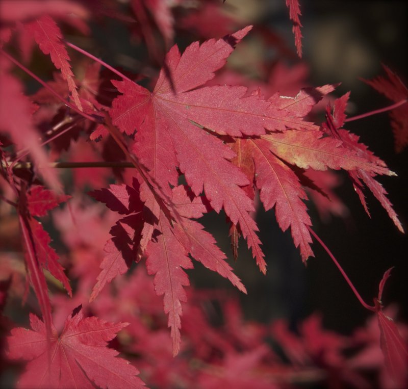 <p>Bright red maple leaves are everywhere.</p>