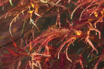 <p>These are some of my favorite leaves to shoot, even all being red they vary so widely in their shading. Truly beautiful.</p>