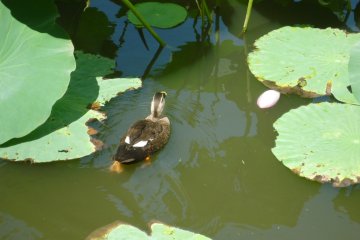 <p>Akita City has some amazing natural beauty tucked away throughout the city. Near the main station there is a large lily pond where ducks like to take a dip during warm summer days.</p>