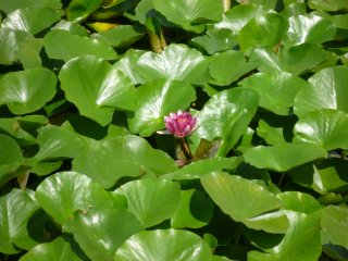 A close up of the large lily pond filled with Oga Lily.