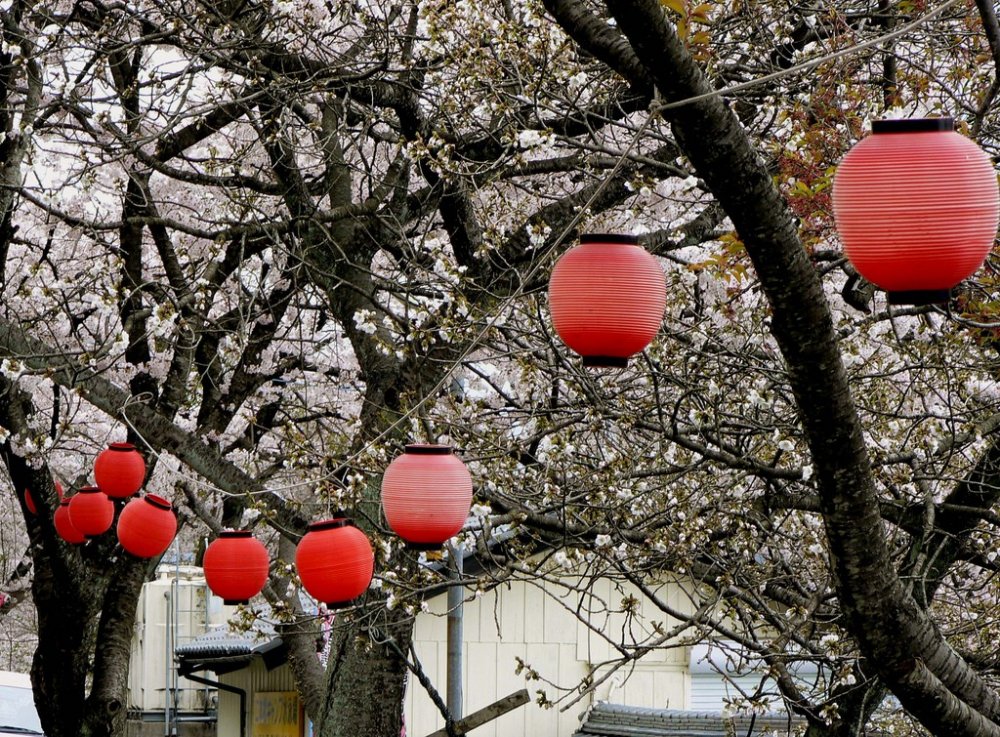 桜の木に吊られた提灯