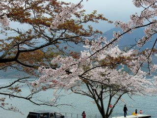 Cherry blossoms dating online in Qingdao