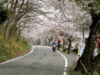 桜のトンネルをくぐり抜けるバイク