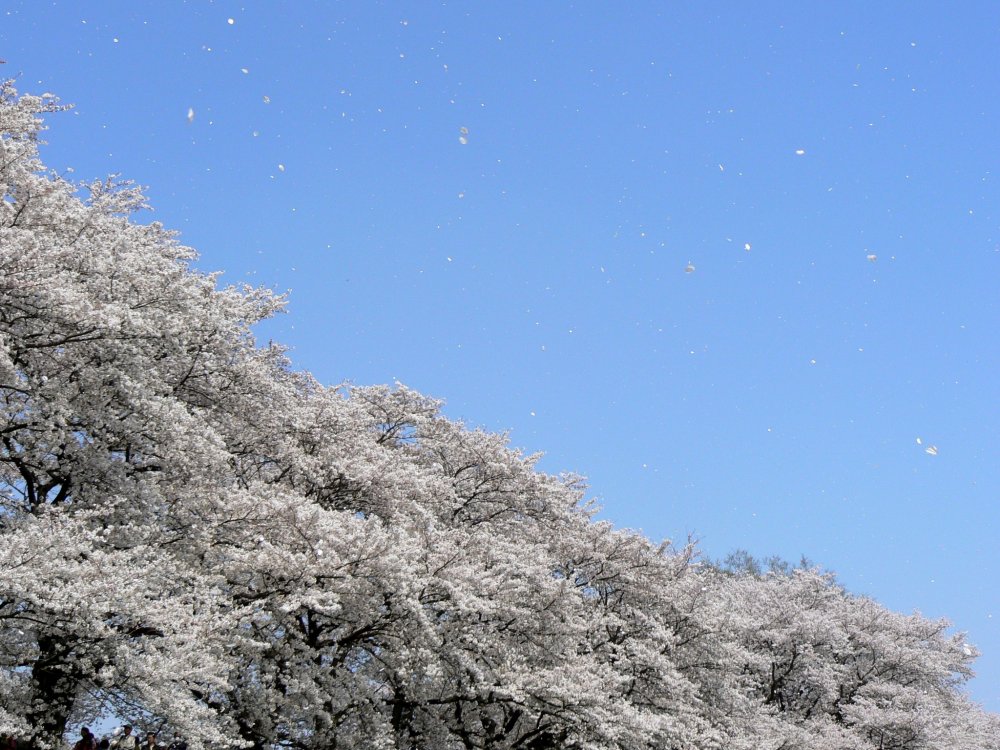 A warm breeze wafting petals across the blue sky