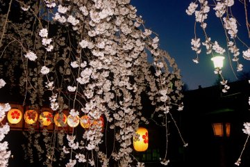 Spring at Hirano Shrine
