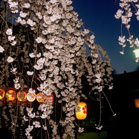 Spring at Hirano Shrine