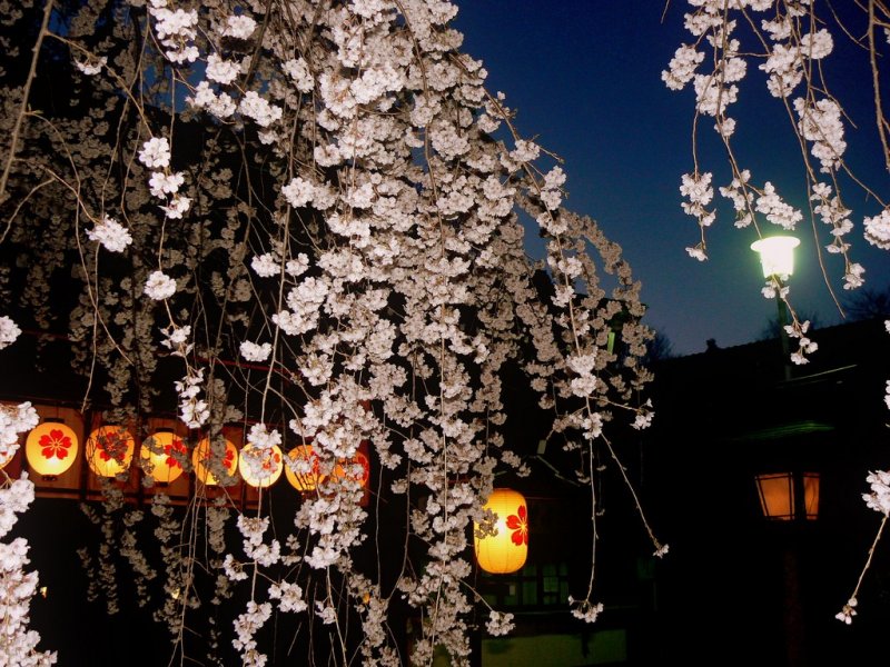 수양벚나무와 등불