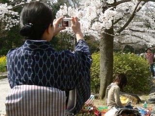 Женщина в кимоно фотографирует цветущую сакуру