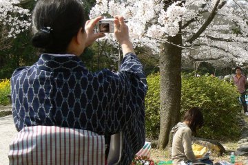<p>Женщина в кимоно фотографирует цветущую сакуру</p>