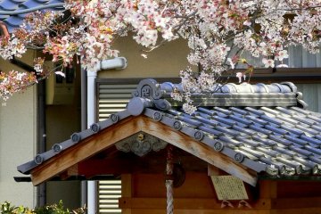 <p>O-jizo shrine under a cherry tree</p>