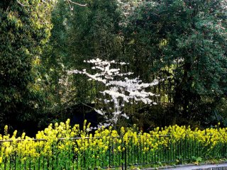Маленькое дерево сакуры в окружении цветущей канолы&nbsp;