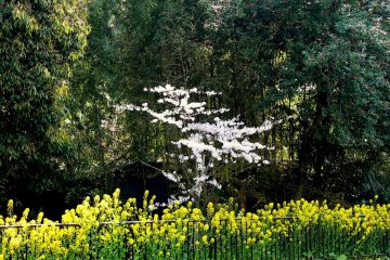 <p>ต้นซากุระเล็กโอบล้อมไปด้วยดอก canola ที่บานสะพรั่ง</p>