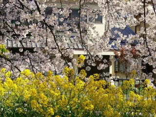 黄色い菜の花に枝垂れかかる満開の桜