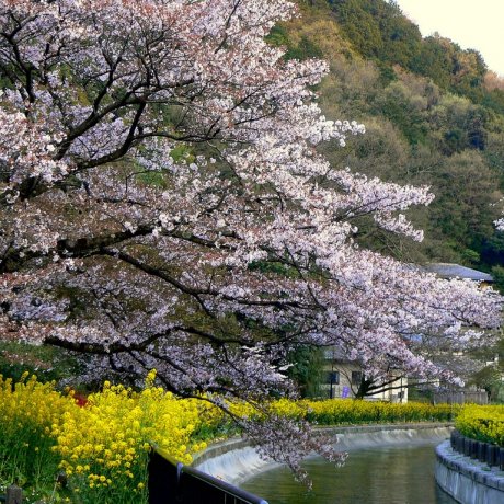 ดอกไม้บานที่คลอง Biwako เกียวโต