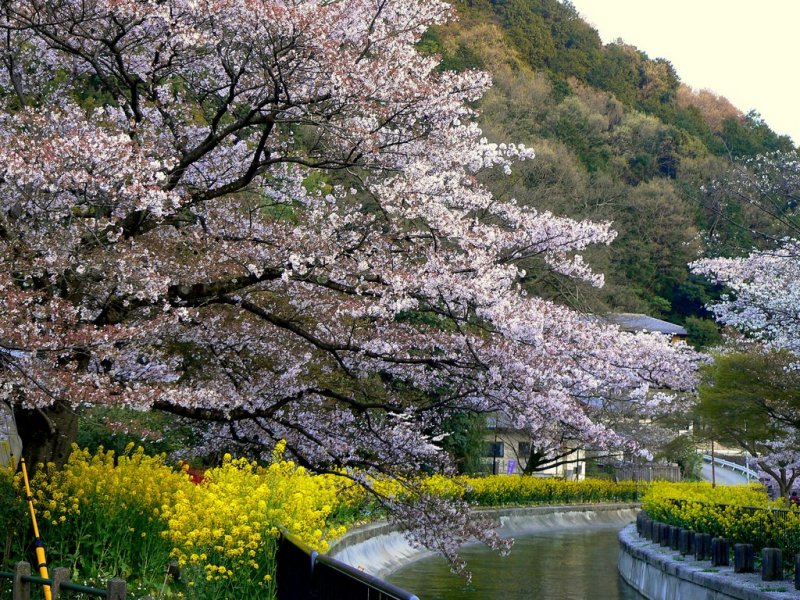 <p>The canal winds around hills on the edge of Yamashina</p>